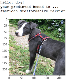 Example dog breed output.